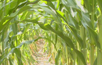Farm Photography